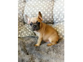 steniatka-francuzsky-buldocek-platina-lilak-fawn-small-4
