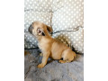 steniatka-francuzsky-buldocek-platina-lilak-fawn-small-2