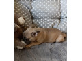 steniatka-francuzsky-buldocek-platina-lilak-fawn-small-3