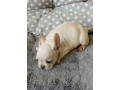 steniatka-francuzsky-buldocek-platina-lilak-fawn-small-1