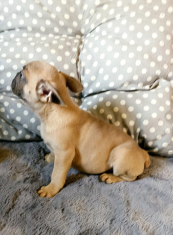 steniatka-francuzsky-buldocek-platina-lilak-fawn-big-2