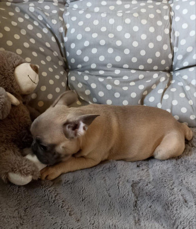 steniatka-francuzsky-buldocek-platina-lilak-fawn-big-3