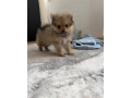 pomerian-small-1