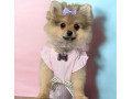 pomerian-small-0