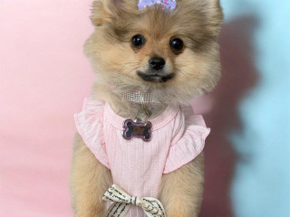 pomerian