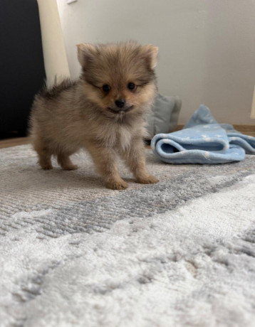 pomerian-big-1