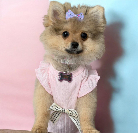 pomerian-big-0