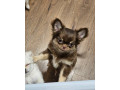 krasny-coko-psik-s-pp-small-1