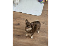 krasny-coko-psik-s-pp-small-0