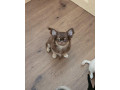 krasny-coko-psik-s-pp-small-2