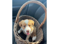 border-colia-small-0