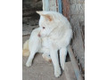 darujeme-shiba-inu-do-dobrych-ruk-small-0