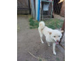 darujeme-shiba-inu-do-dobrych-ruk-small-4