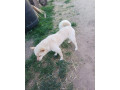 darujeme-shiba-inu-do-dobrych-ruk-small-2