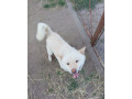 darujeme-shiba-inu-do-dobrych-ruk-small-1