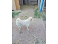 darujeme-shiba-inu-do-dobrych-ruk-small-3
