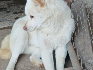 darujeme-shiba-inu-do-dobrych-ruk