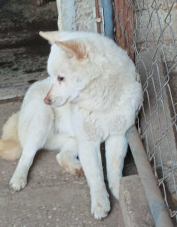 darujeme-shiba-inu-do-dobrych-ruk-big-0