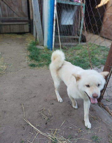 darujeme-shiba-inu-do-dobrych-ruk-big-4