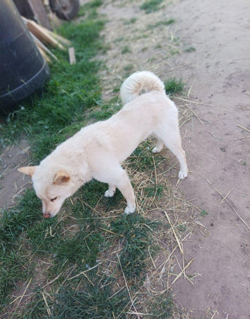 darujeme-shiba-inu-do-dobrych-ruk-big-2