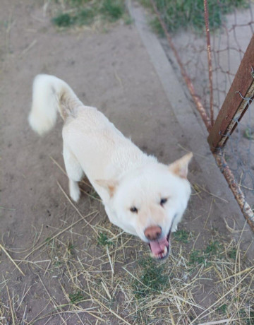 darujeme-shiba-inu-do-dobrych-ruk-big-1