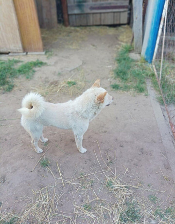 darujeme-shiba-inu-do-dobrych-ruk-big-3
