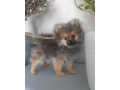 pomeranian-small-2