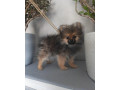 pomeranian-small-0