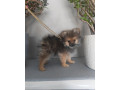pomeranian-small-3