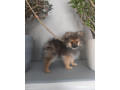 pomeranian-small-1