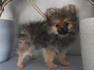 pomeranian
