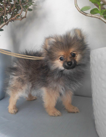 pomeranian-big-2