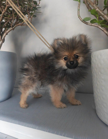 pomeranian-big-0