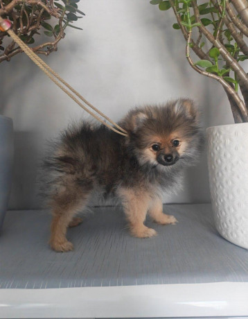 pomeranian-big-3