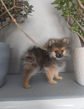 pomeranian-big-1