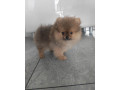 pomeranian-small-0