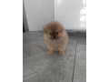 pomeranian-small-1