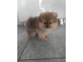 pomeranian-small-2