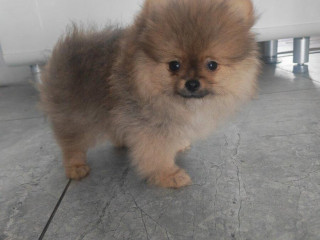 pomeranian