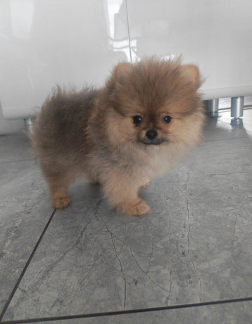 pomeranian-big-0