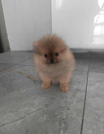pomeranian-big-1
