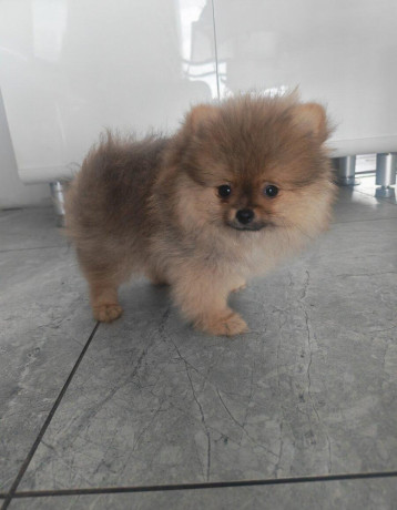 pomeranian-big-2