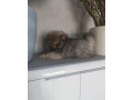 pomeranian-small-1