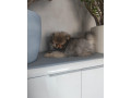 pomeranian-small-0