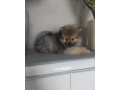 pomeranian-small-2