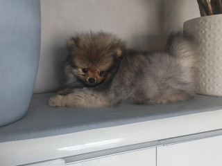 pomeranian