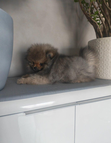 pomeranian-big-1