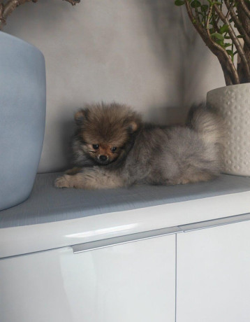 pomeranian-big-0