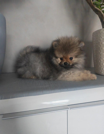 pomeranian-big-2
