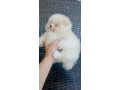 pomeranian-miniaturny-small-4